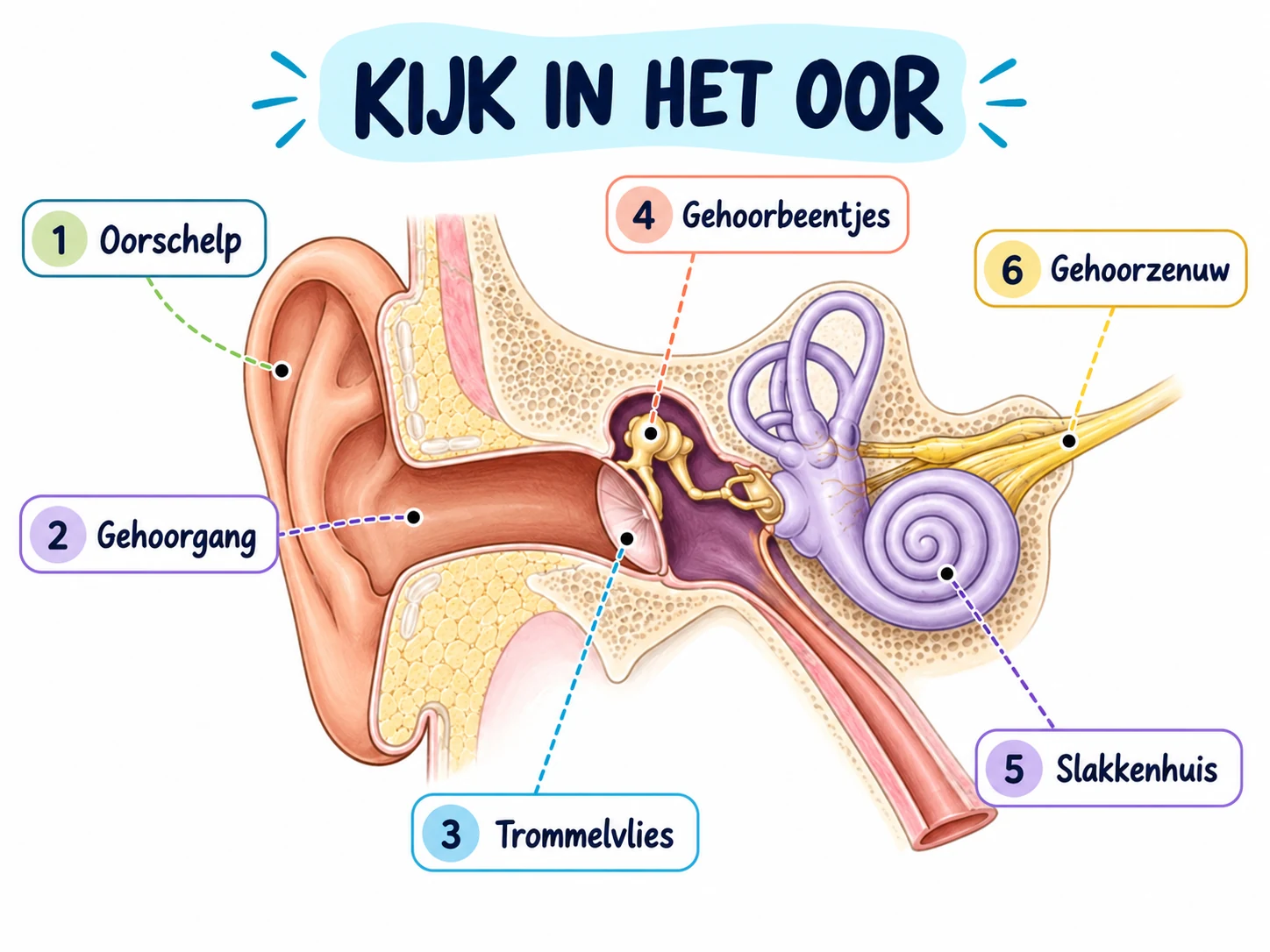 Mindmap Kijk in het Oor