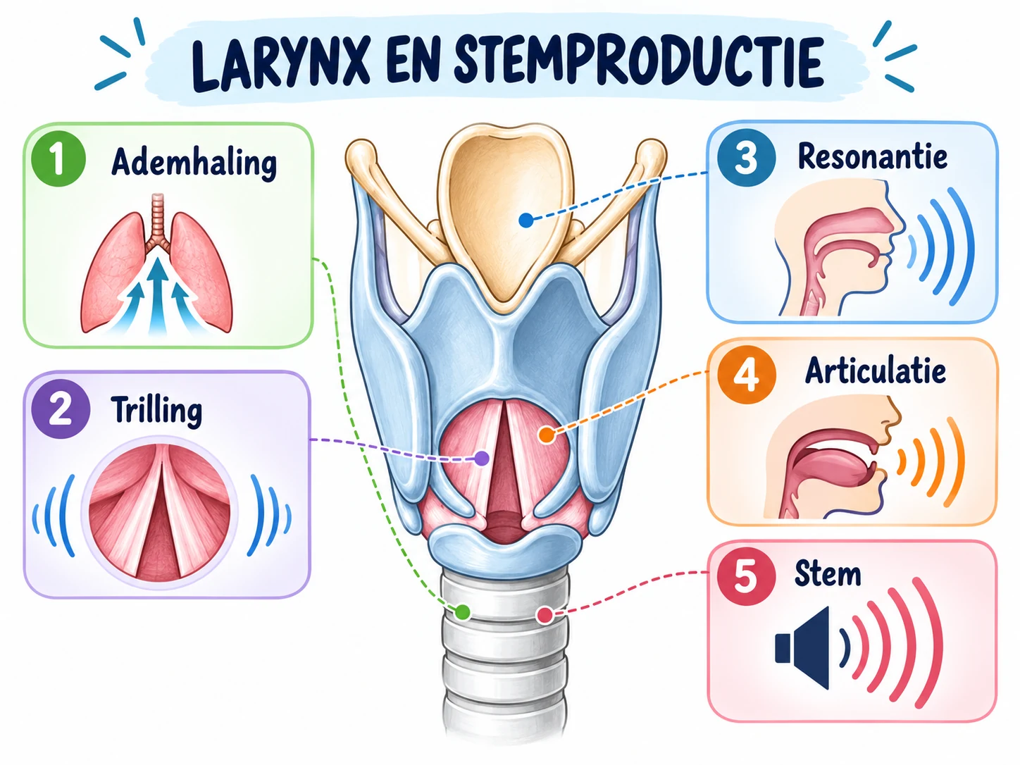 Mindmap Larynx en Stemproductie